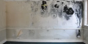 Mold Growth and Leaks