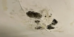 water leak mold growth