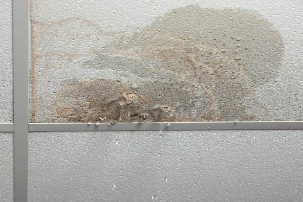 How Long Does It Take for a Water Leak to Cause Mold? 6 water leak mold growths